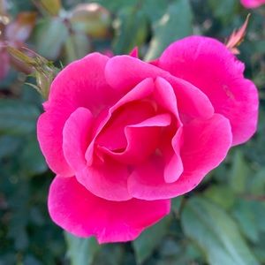 Meet your Posher, Marivel